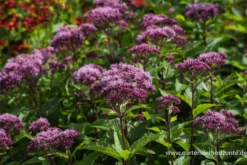 Großer Garten-Wasserdost „Red Dwarf“ -Blumen Risse Verkaufsladen P3004454 3 800x800