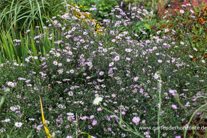 Glattblatt-Aster 3 Glattblatt-Aster