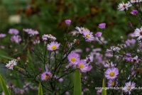 Glattblatt-Aster 7 Glattblatt-Aster – Bild 5
