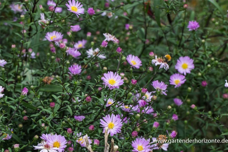 Glattblatt-Aster 5 Glattblatt-Aster – Bild 3