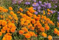 Winteraster „Dixter Orange“ 9 Winteraster „Dixter Orange“ – Bild 7