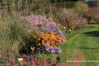 Winteraster „Dixter Orange“ 10 Winteraster „Dixter Orange“ – Bild 8