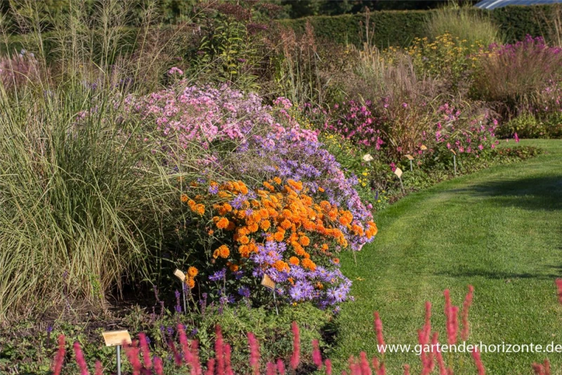 Winteraster „Dixter Orange“ 5 Winteraster „Dixter Orange“ – Bild 3