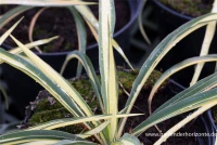 Gelbbunte Palmlilie „Color Guard“ 7 Gelbbunte Palmlilie „Color Guard“ – Bild 5