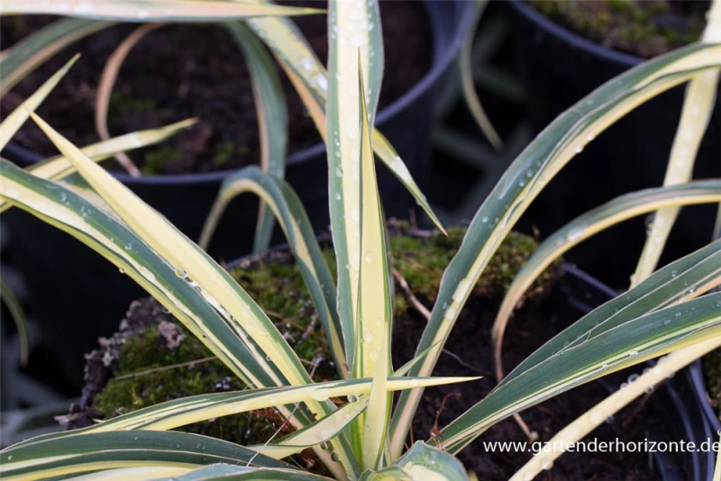 Gelbbunte Palmlilie „Color Guard“ 3 Gelbbunte Palmlilie „Color Guard“
