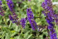 Duftnessel 8 Duftnessel – Bild 6