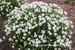 Bertrams-Garbe -Blumen Risse Verkaufsladen P3004732 2 800x800