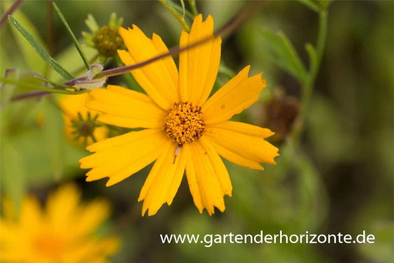 Mädchenauge „Sunshine Superman“ 3 Mädchenauge „Sunshine Superman“