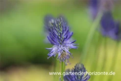 Betonien-Teufelskralle