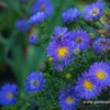 Garten-Glattblatt-Aster „Pyramide“
