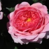 Strauchrose „Princess Alexandra Of Kent„