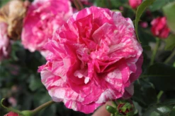 Kletterrose „Colibri Farbfestival“