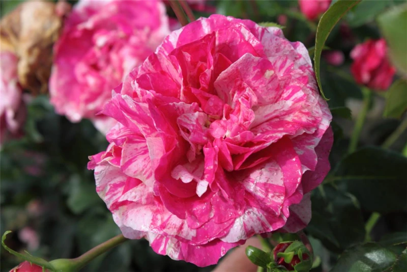 Kletterrose „Colibri Farbfestival“ 3 Kletterrose „Colibri Farbfestival“