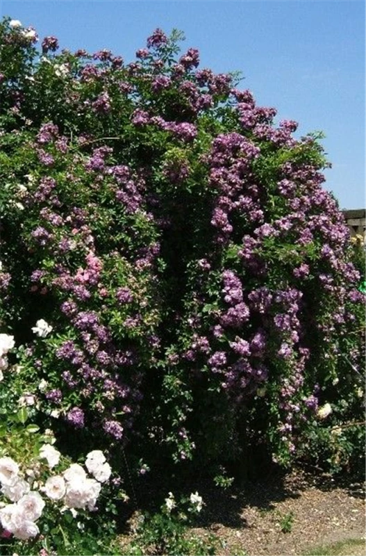 Kletterrose „Veilchenblau„ 3 Kletterrose „Veilchenblau„