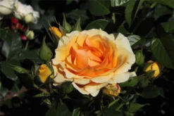 Beetrose „Hansestadt Rostock“