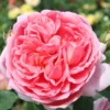 Strauchrose „Boscobel“