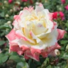 Edelrose „Athena“ 1 Edelrose „Athena“ -Blumen Risse Verkaufsladen PG006511635273152 1 800x800