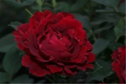 Beetrose „Heinz Winkler“