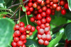 Chinesisches Spaltkörbchen