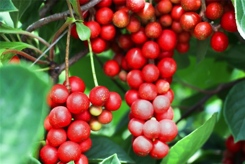 Chinesisches Spaltkörbchen 3 Chinesisches Spaltkörbchen