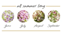 Rispenhortensie „(S)witch®“ 27 Rispenhortensie „(S)witch®“ -Blumen Risse Verkaufsladen Switch Hydrangea mac Bluehstadien Pandorra 800x800