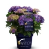 Rispenhortensie „(S)witch®“ 1 Rispenhortensie „(S)witch®“ -Blumen Risse Verkaufsladen Switch Macrophylla Fayette blue Packshot 800x800