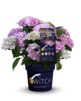 Rispenhortensie „(S)witch®“ 13 Rispenhortensie „(S)witch®“ – Bild 11