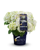 Rispenhortensie „(S)witch®“ 14 Rispenhortensie „(S)witch®“ – Bild 12
