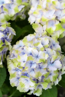 Rispenhortensie „(S)witch®“ 24 Rispenhortensie „(S)witch®“ -Blumen Risse Verkaufsladen Switch Nah1 Pandorra whiteblue DSC01353 800x800