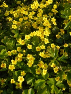 Dreiblättrige Waldsteinie -Blumen Risse Verkaufsladen Waldsteinia20ternata201 800x800