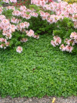 Dreiblättrige Waldsteinie -Blumen Risse Verkaufsladen Waldsteinia20ternata204 800x800