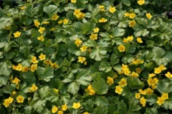 Dreiblättrige Waldsteinie -Blumen Risse Verkaufsladen Waldsteinia20ternata205 800x800