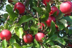 Zwergapfel „Red Dwarf“