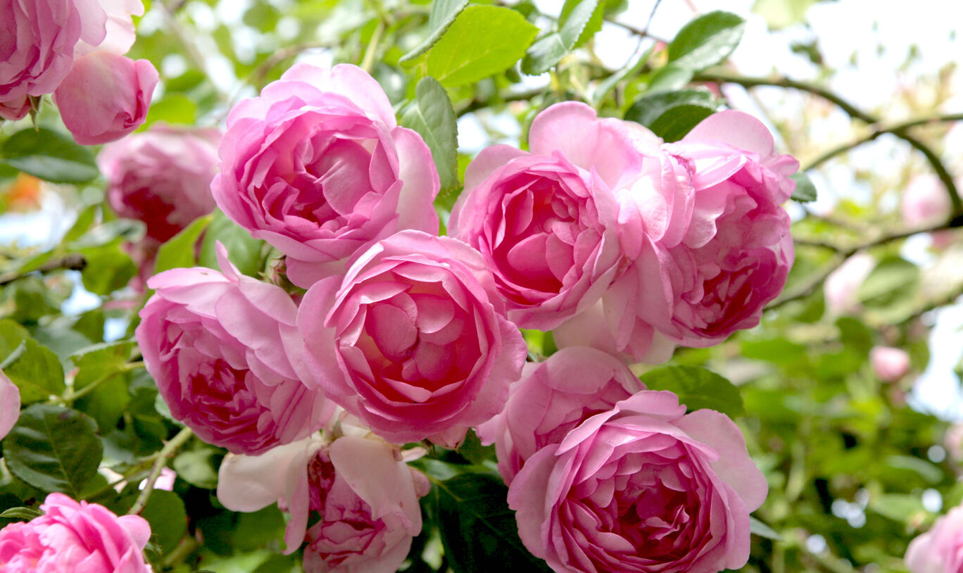 Blumen Risse Verkaufsladen -Blumen Risse Verkaufsladen rosenstrauch jasmina 1385944 blp msg 0